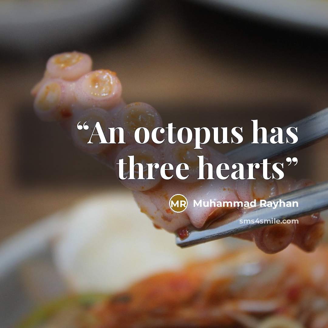 “An octopus has three hearts” quote by Muhammad Rayhan