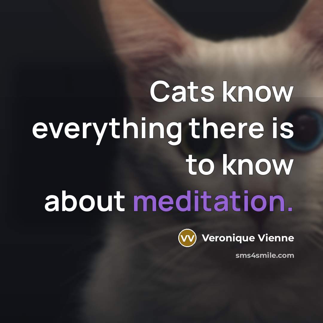“Cats know everything there is to know about meditation.…” quote by Veronique Vienne