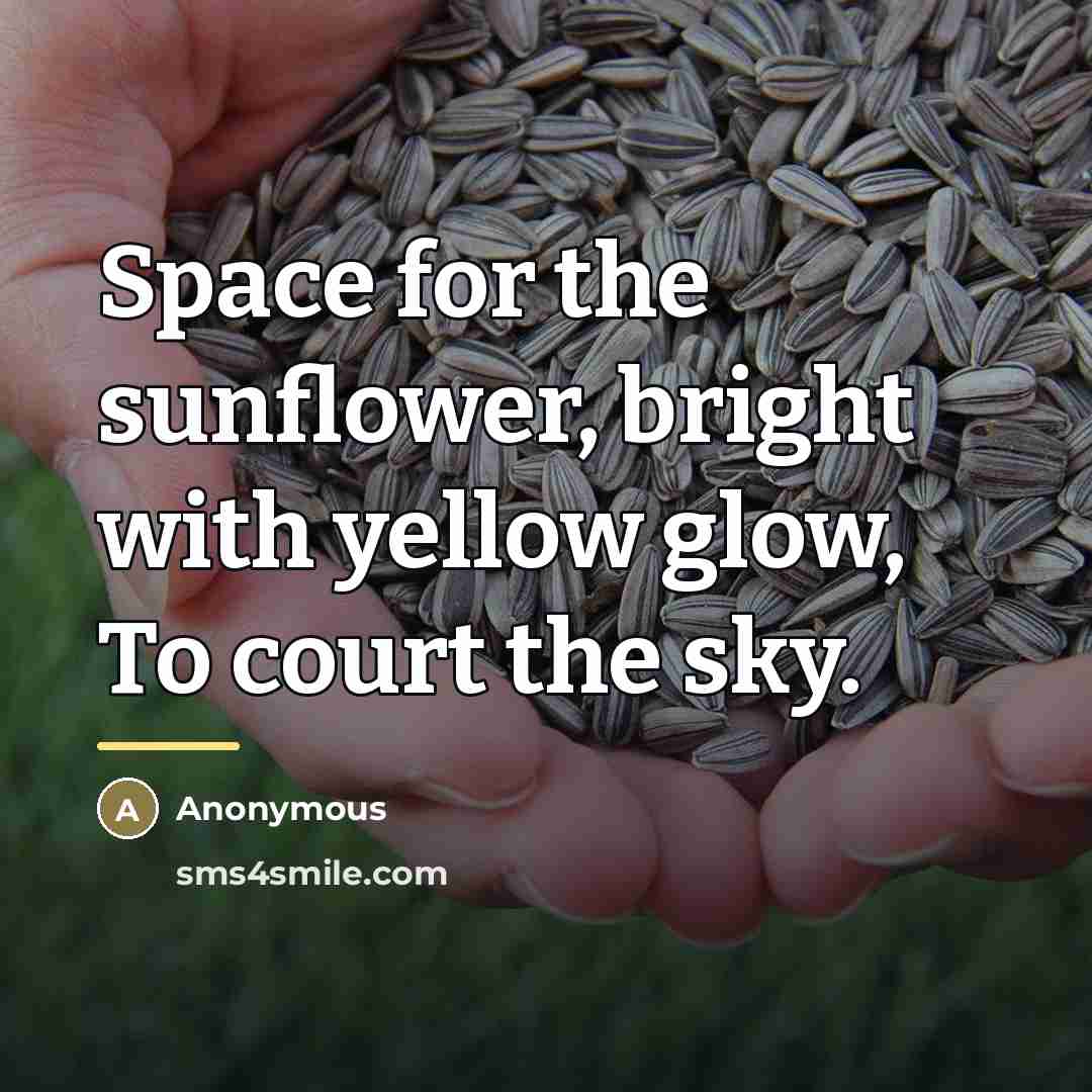 “Space for the sunflower, bright with yellow glow, To court…” quote by Anonymous