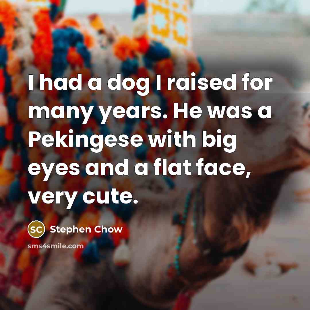 “I had a dog I raised for many years. He was a Pekingese with big eyes and a flat face, very cute.” quote by Stephen Chow