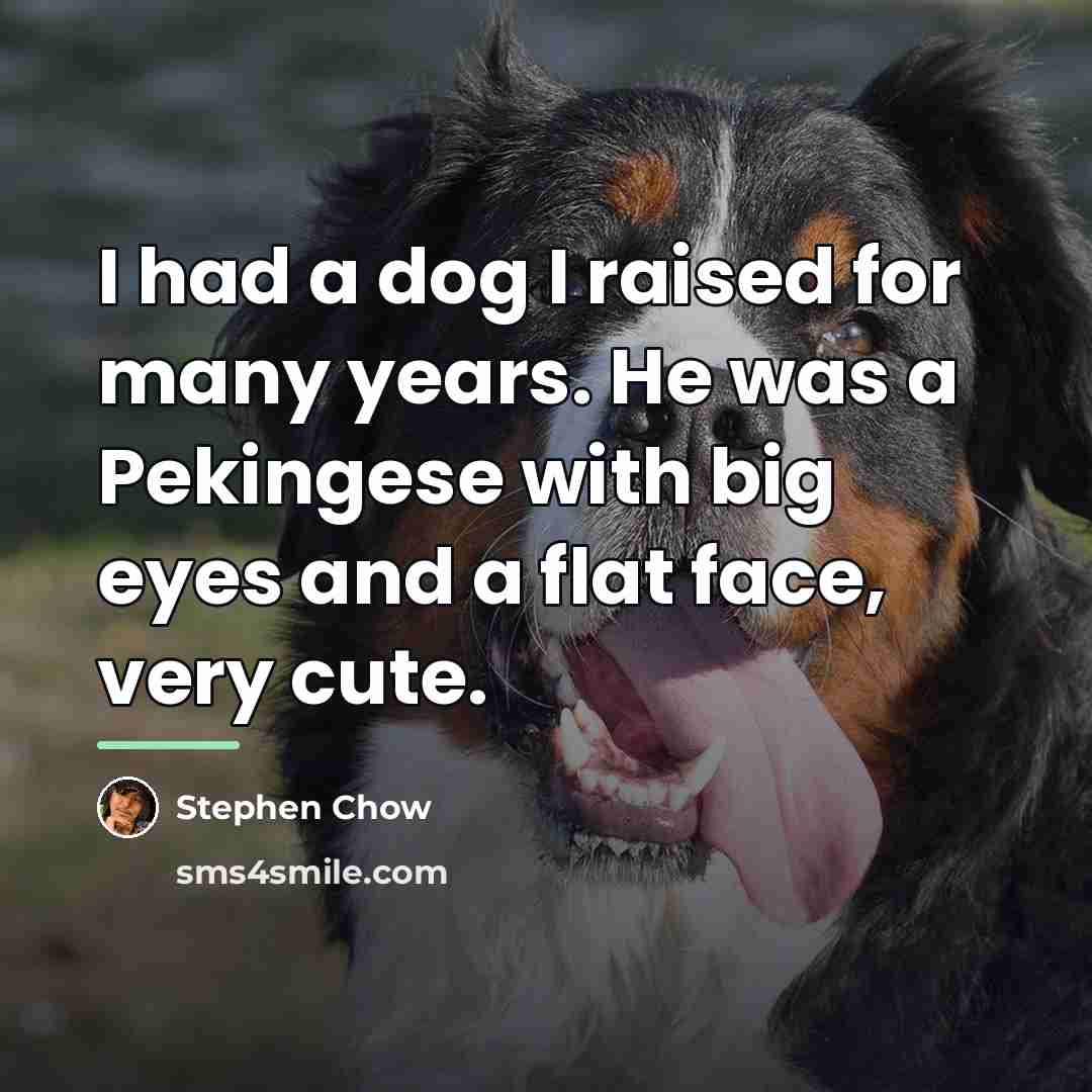 “I had a dog I raised for many years. He…” quote by Stephen Chow