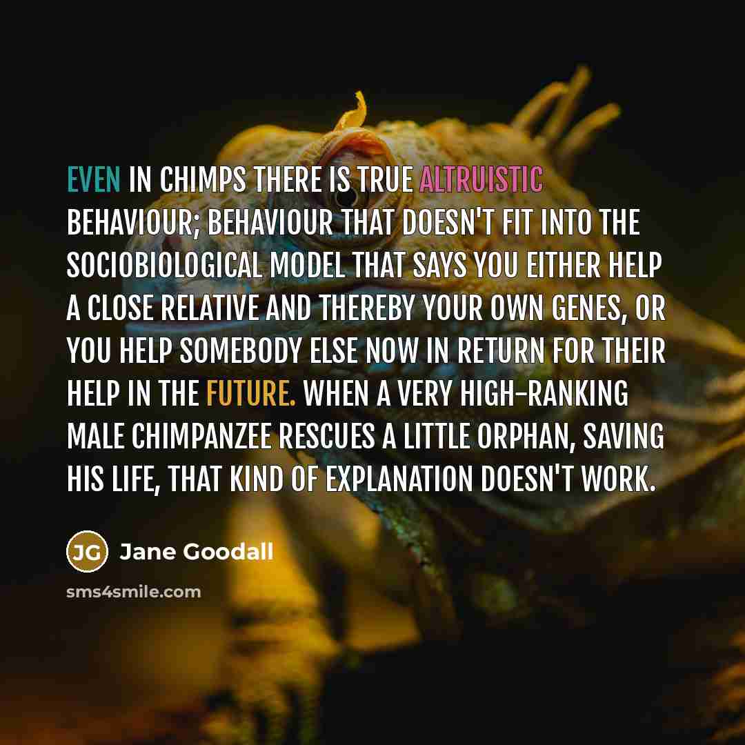 “Even in chimps there is true altruistic behaviour; behaviour that doesn't fit into the sociobiological model that says you either help a close relative and thereby your own genes, or you help somebody else now in return for their help in the future. When a very high-ranking male chimpanzee rescues…” quote by Jane Goodall