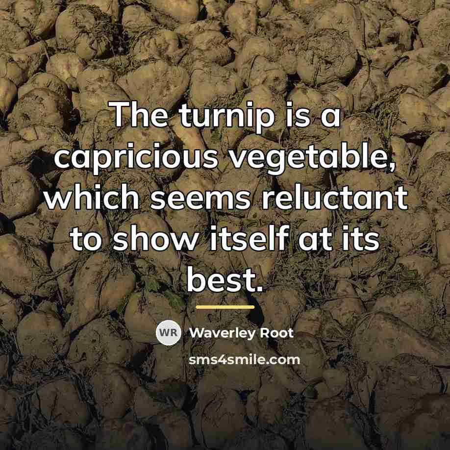 “The turnip is a capricious vegetable, which seems reluctant to…” quote by Waverley Root