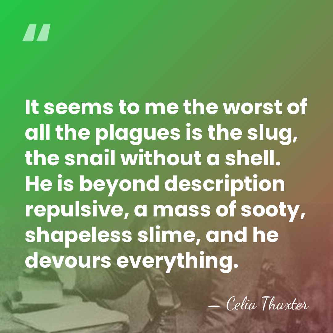 It seems to me the worst of all the plagues is the&hellip; - Celia Thaxter