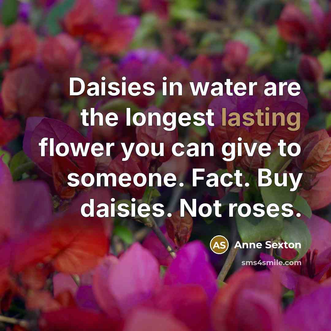 “Daisies in water are the longest lasting flower you can…” quote by Anne Sexton