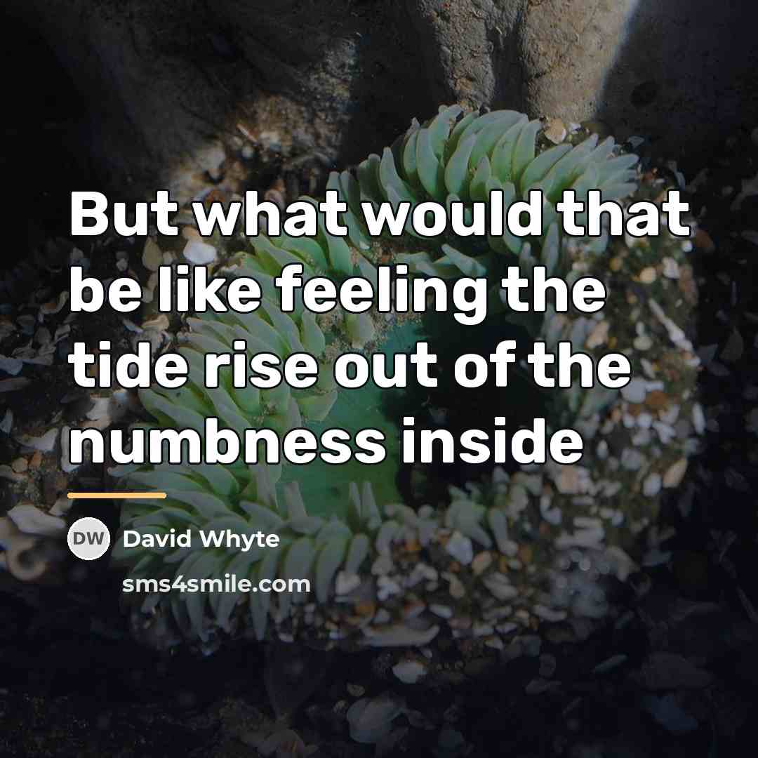 “But what would that be like feeling the tide rise…” quote by David Whyte