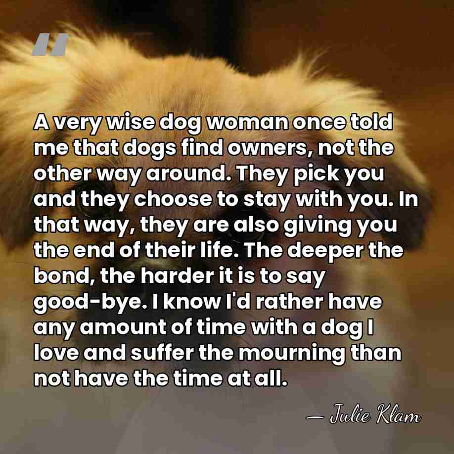 A very wise dog woman once told me that dogs find owners,&hellip; - Julie Klam