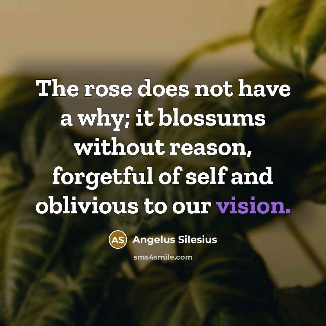 “The rose does not have a why; it blossums without…” quote by Angelus Silesius