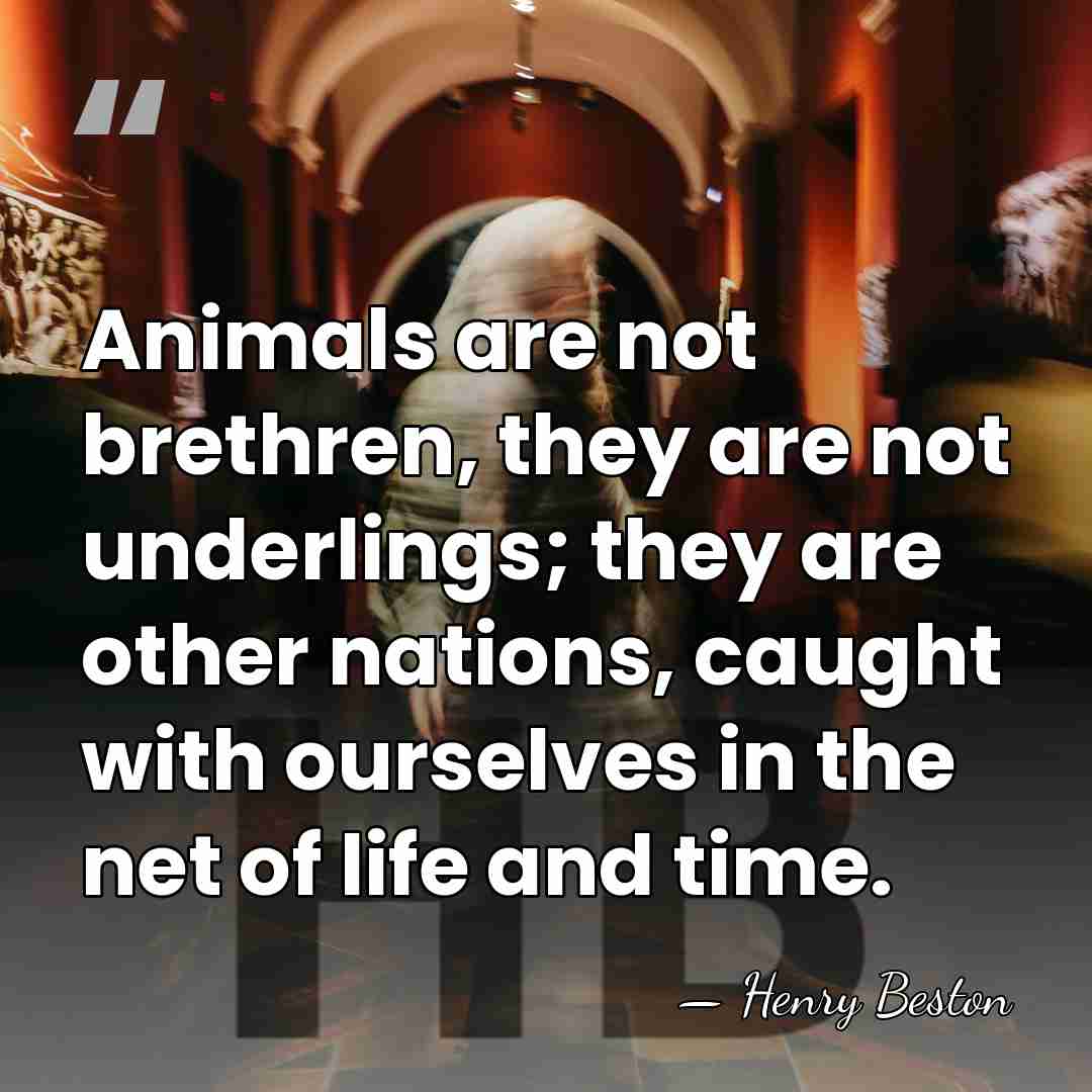 Animals are not brethren, they are not underlings; they are other nations,&hellip; - Henry Beston