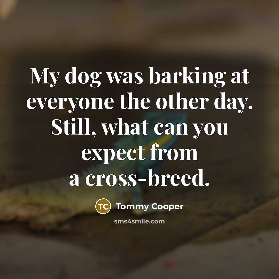 “My dog was barking at everyone the other day. Still, what can you expect from a cross-breed.” quote by Tommy Cooper