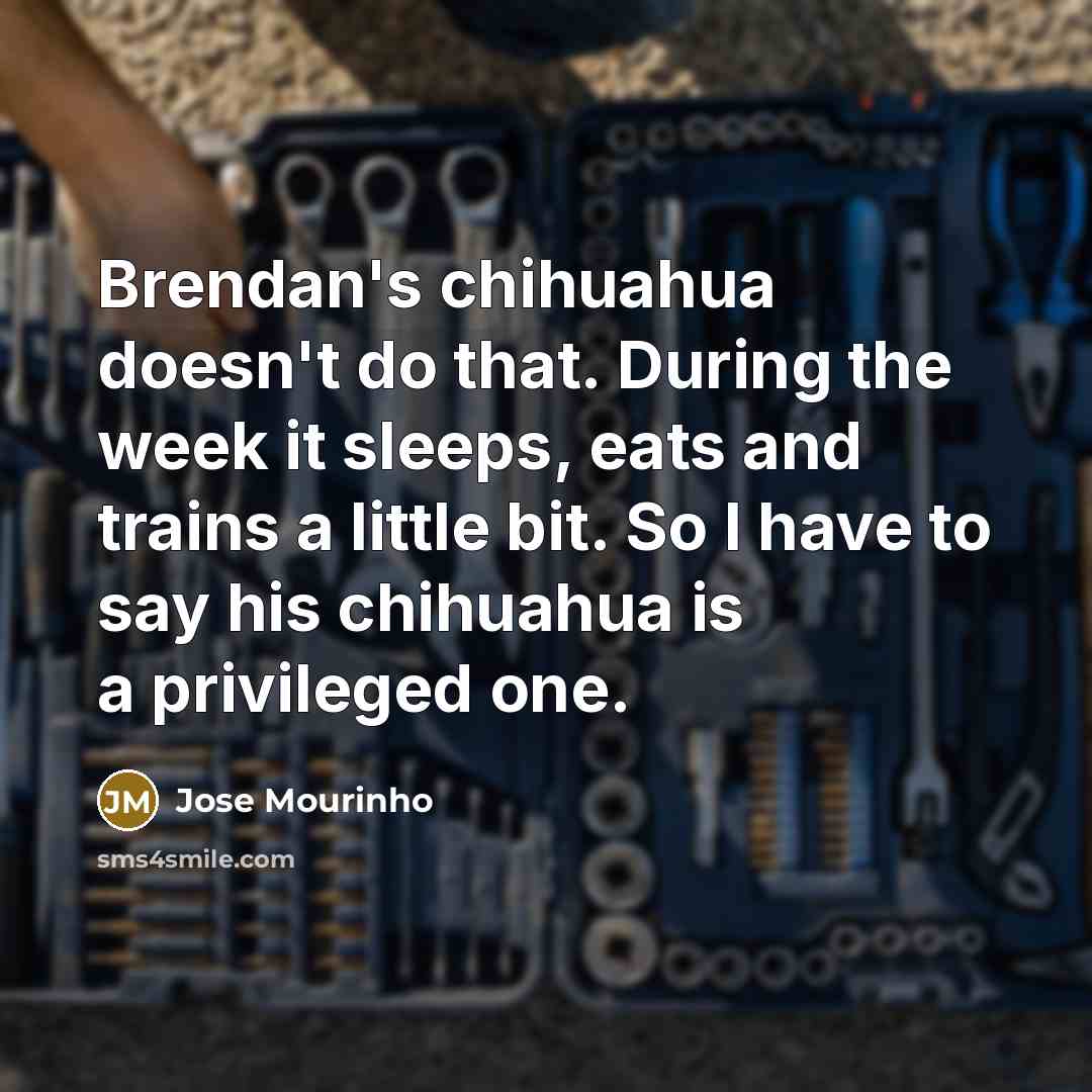 “Brendan's chihuahua doesn't do that. During the week it sleeps,…” quote by Jose Mourinho