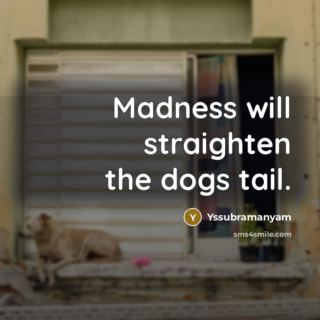 “Madness will straighten the dogs tail.…” quote by Yssubramanyam