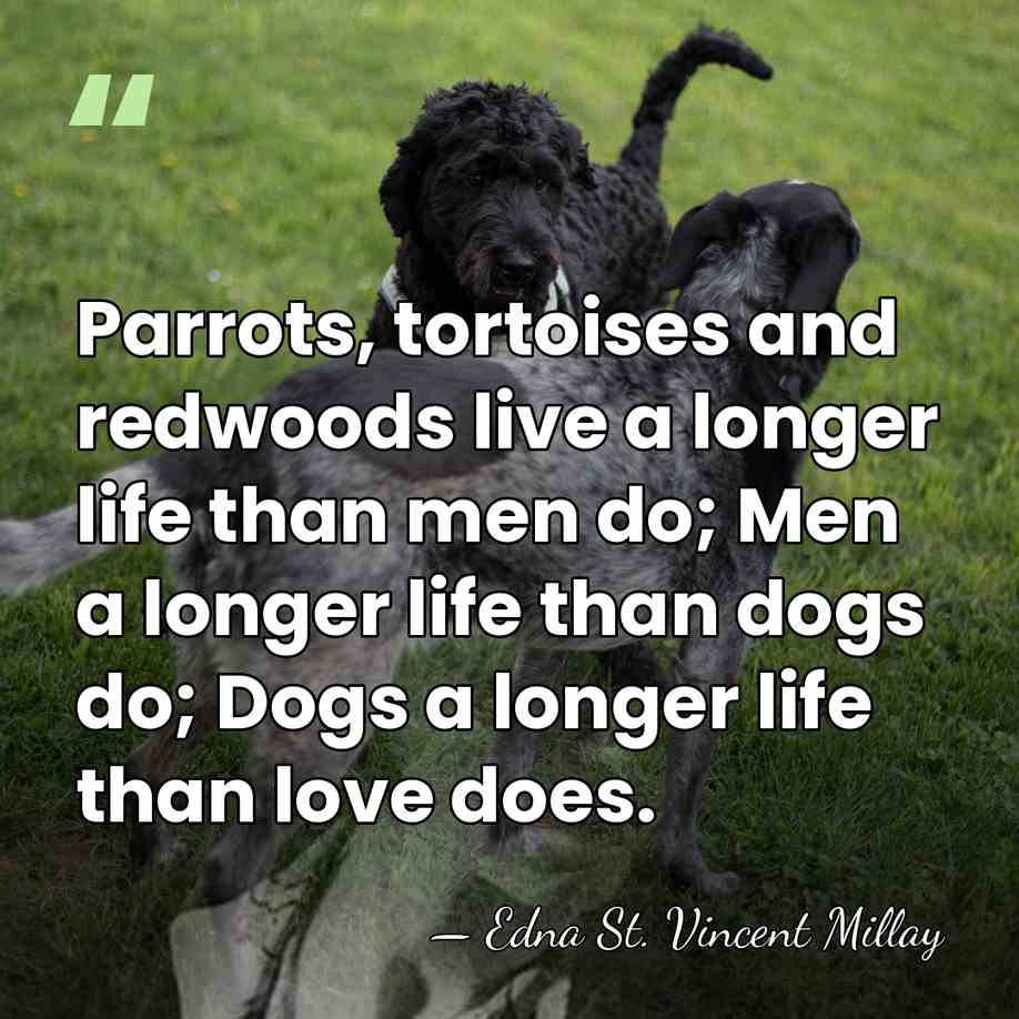 Parrots, tortoises and redwoods live a longer life than men do; Men&hellip; - Edna St. Vincent Millay