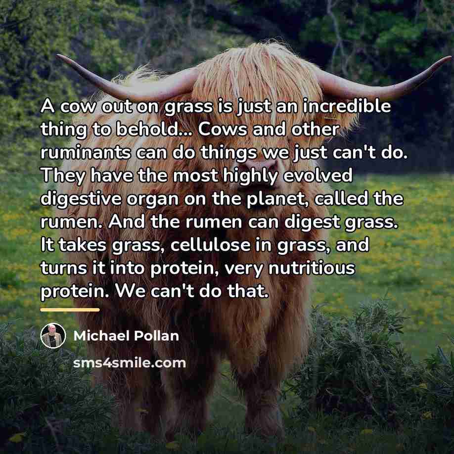 “A cow out on grass is just an incredible thing…” quote by Michael Pollan