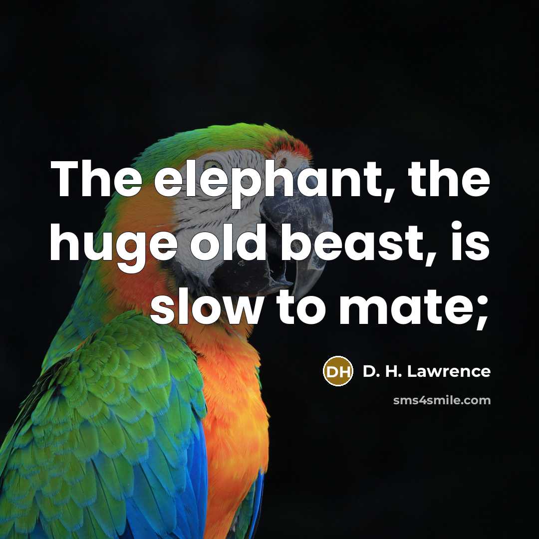 “The elephant, the huge old beast, is slow to mate;” quote by D. H. Lawrence