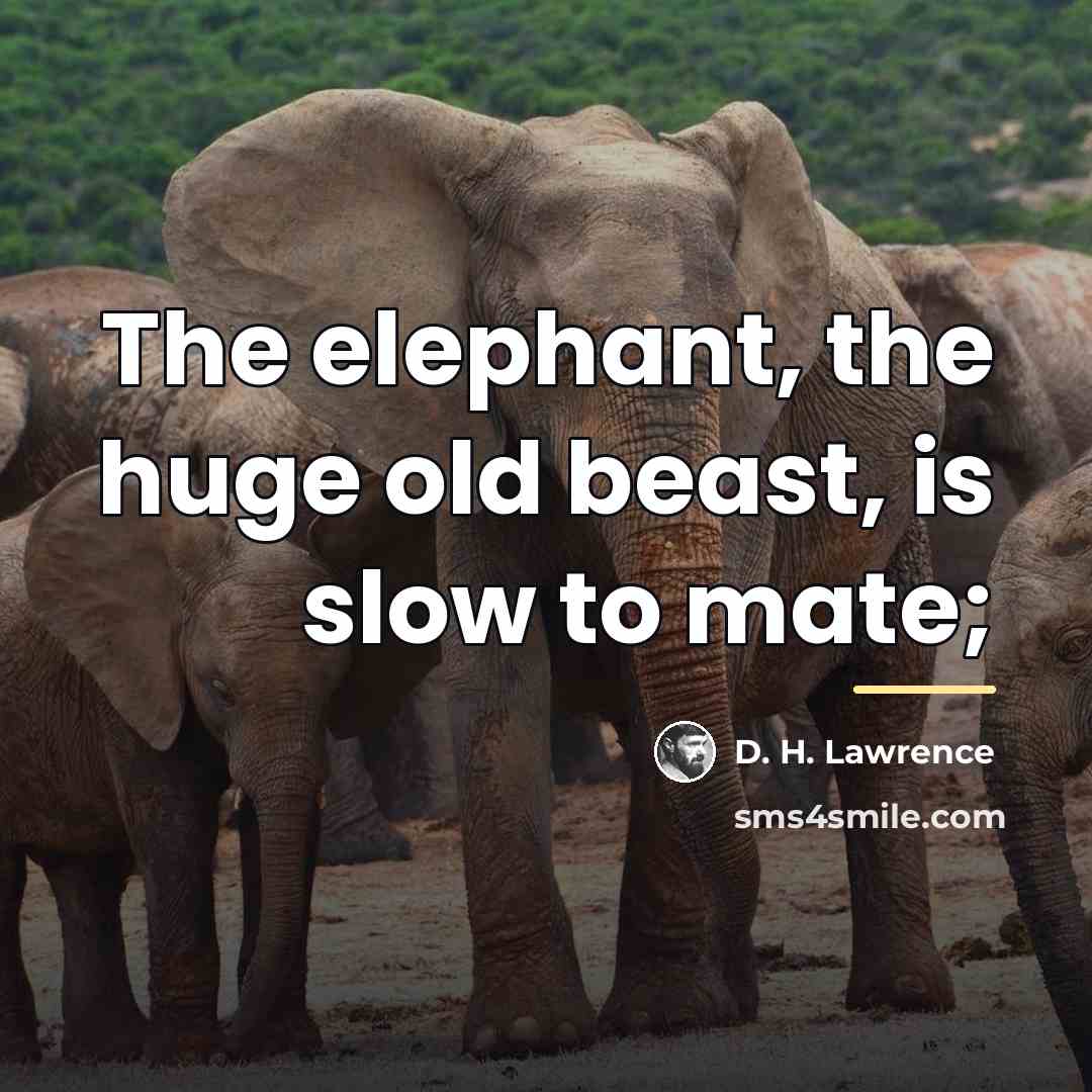 “The elephant, the huge old beast, is slow to mate;…” quote by D. H. Lawrence