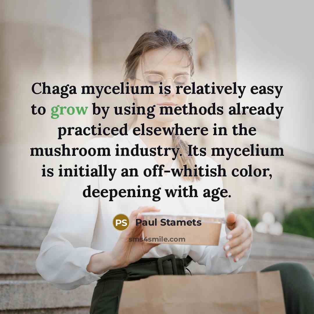 “Chaga mycelium is relatively easy to grow by using methods…” quote by Paul Stamets