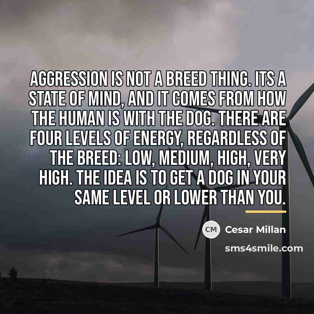 “Aggression is not a breed thing. Its a state of…” quote by Cesar Millan