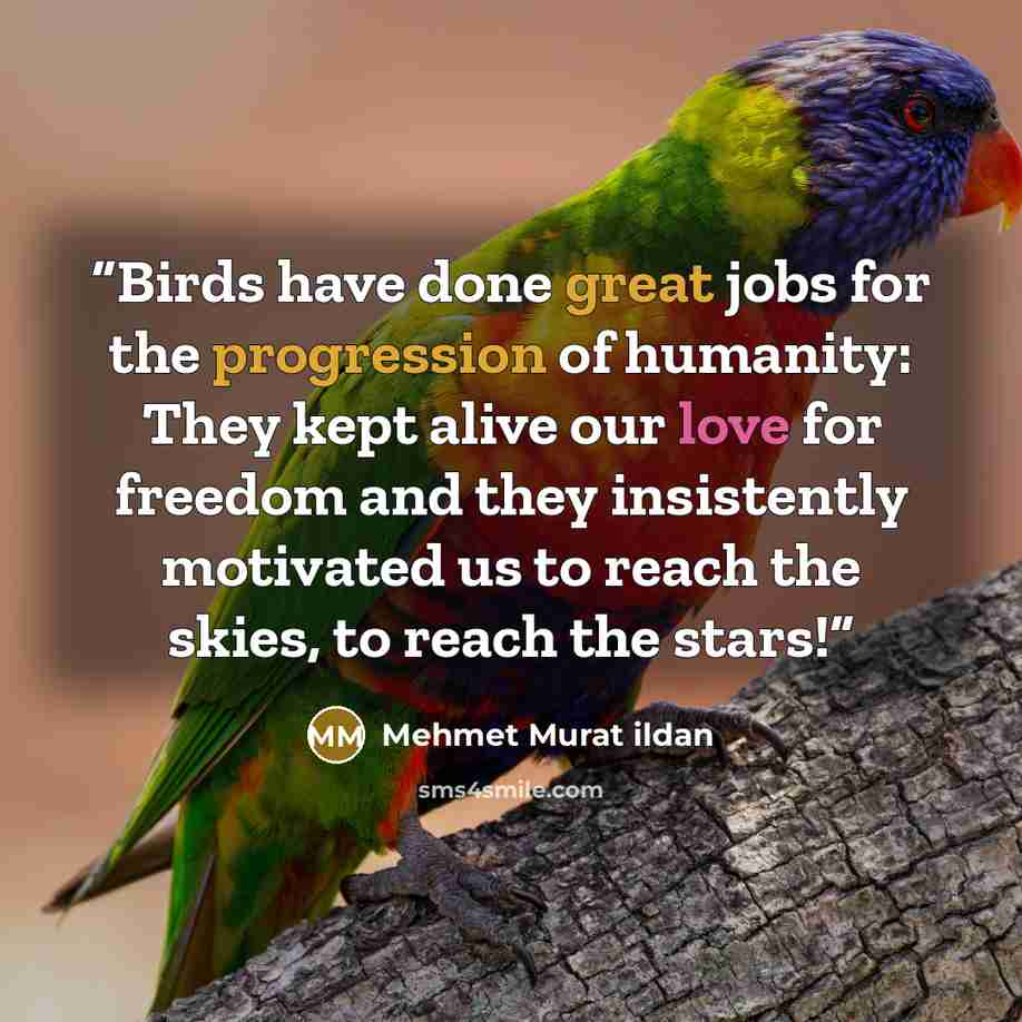 “Birds have done great jobs for the progression of humanity: They kept alive our love for freedom and they insistently motivated us to reach the skies, to reach the stars!” quote by Mehmet Murat ildan