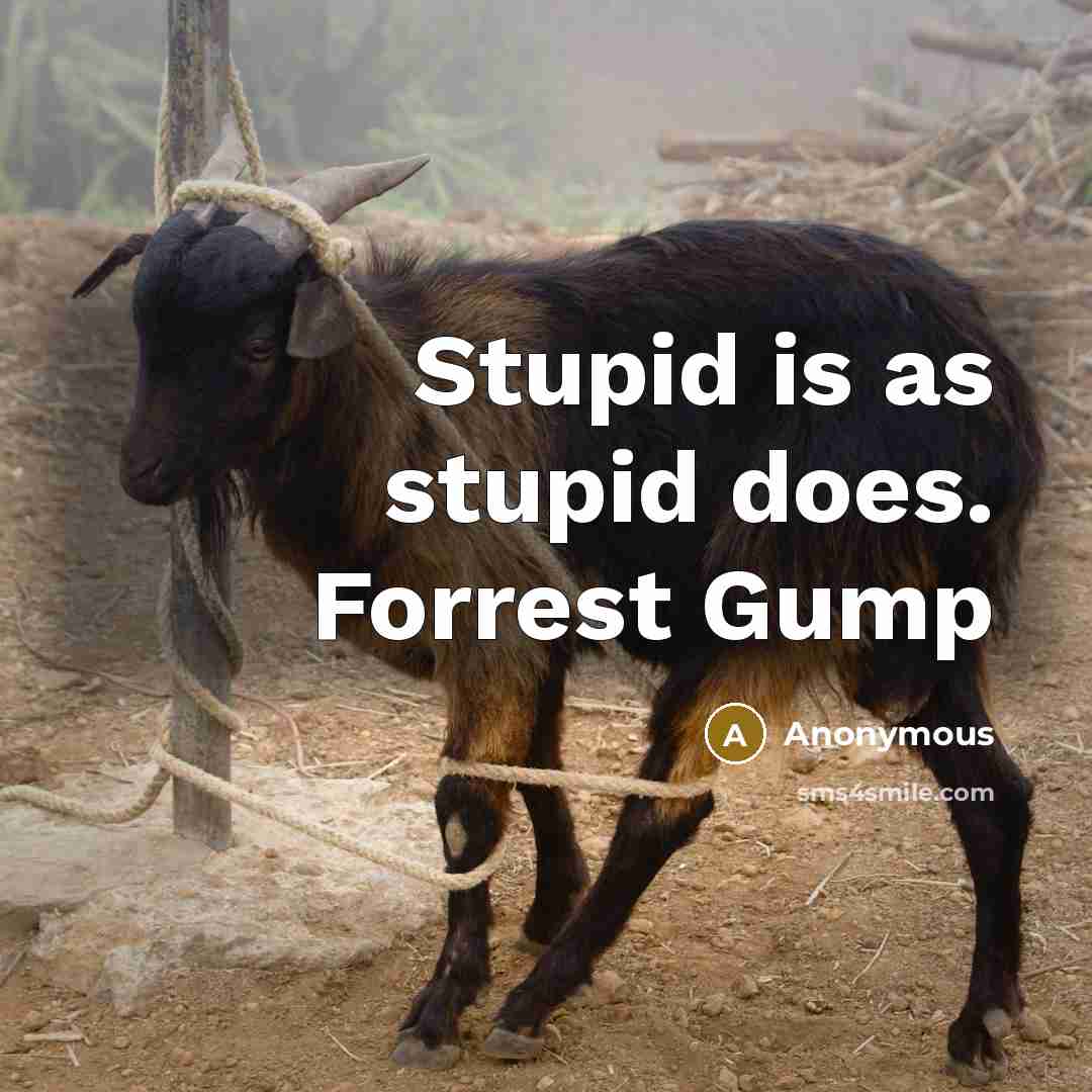 “Stupid is as stupid does. Forrest Gump” quote by Anonymous