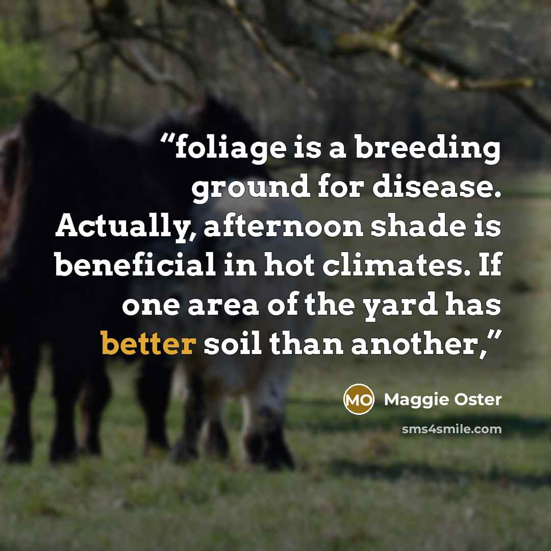 “foliage is a breeding ground for disease. Actually, afternoon shade is beneficial in hot climates. If one area of the yard has better soil than another,” quote by Maggie Oster