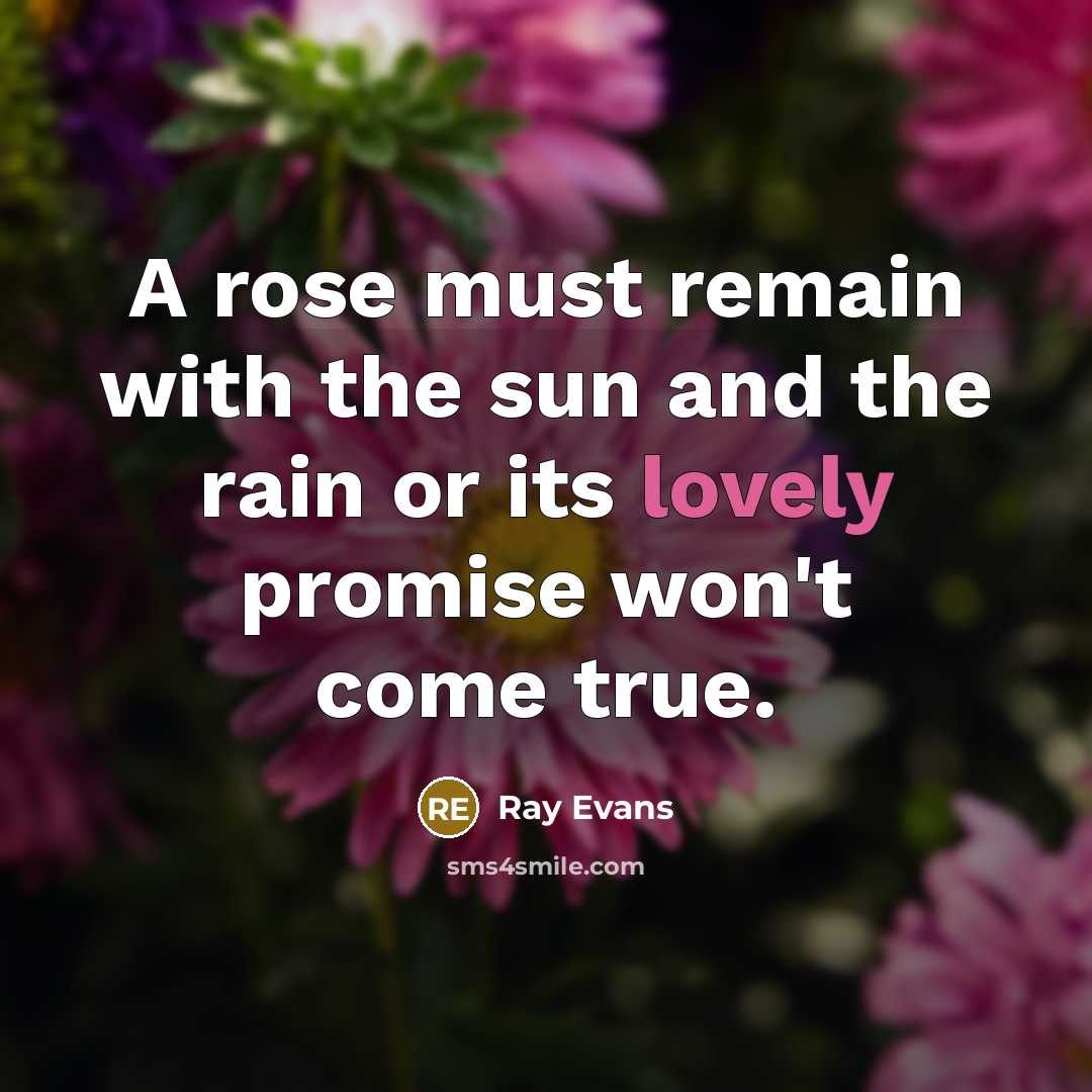 “A rose must remain with the sun and the rain…” quote by Ray Evans