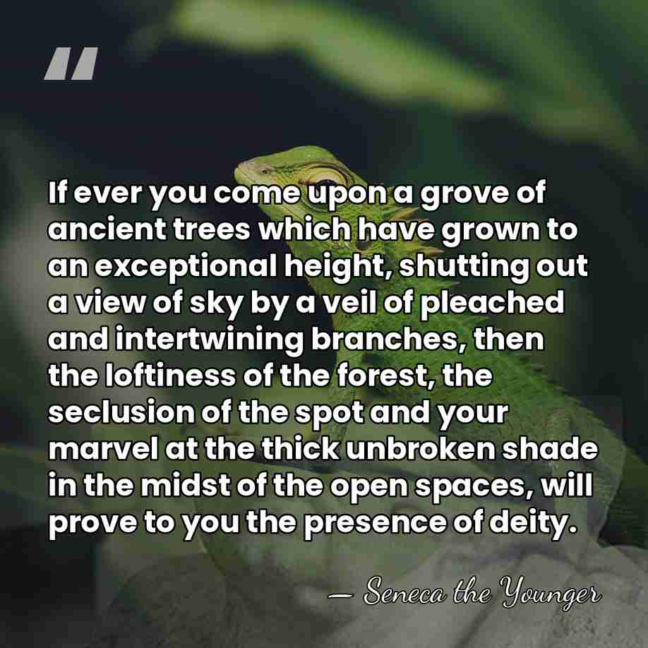 If ever you come upon a grove of ancient trees which have&hellip; - Seneca the Younger