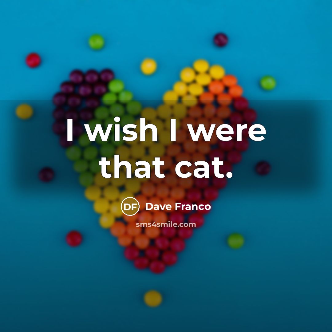 “I wish I were that cat.…” quote by Dave Franco
