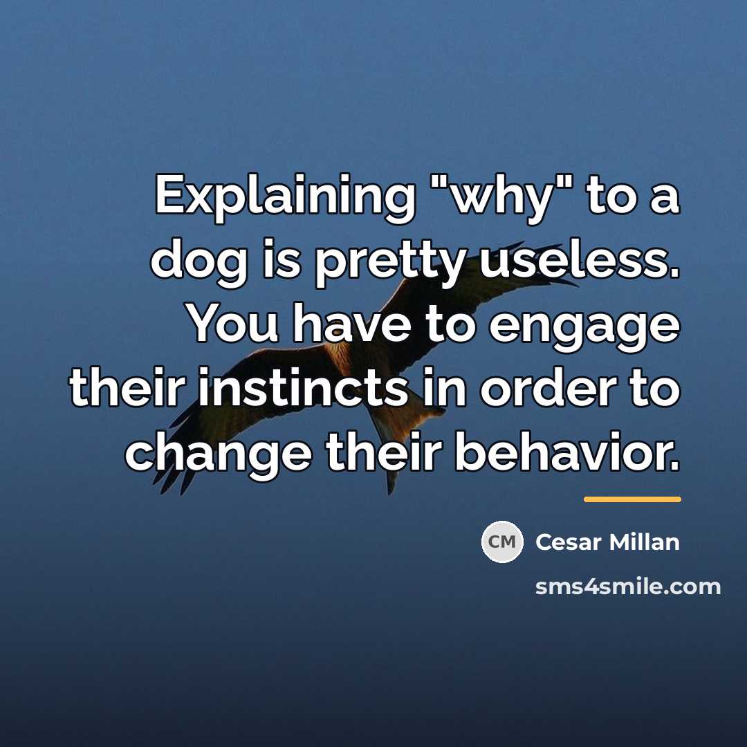 “Explaining "why" to a dog is pretty useless. You have…” quote by Cesar Millan