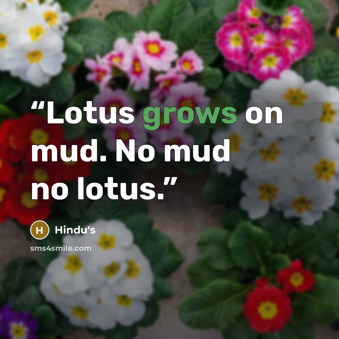 “Lotus grows on mud. No mud no lotus.” quote by Hindu's