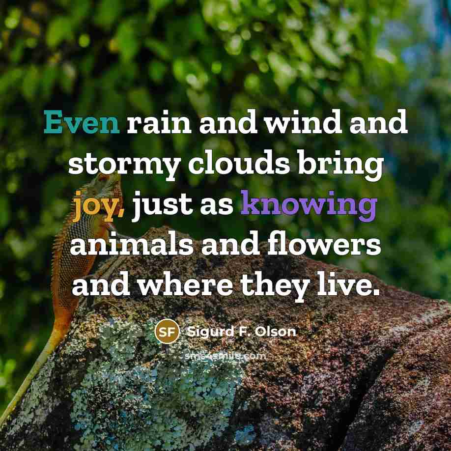 “Even rain and wind and stormy clouds bring joy, just…” quote by Sigurd F. Olson