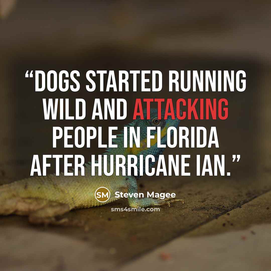 “Dogs started running wild and attacking people in Florida after hurricane Ian.” quote by Steven Magee