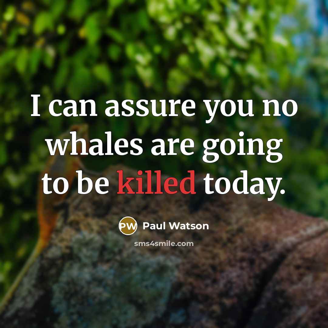 “I can assure you no whales are going to be…” quote by Paul Watson