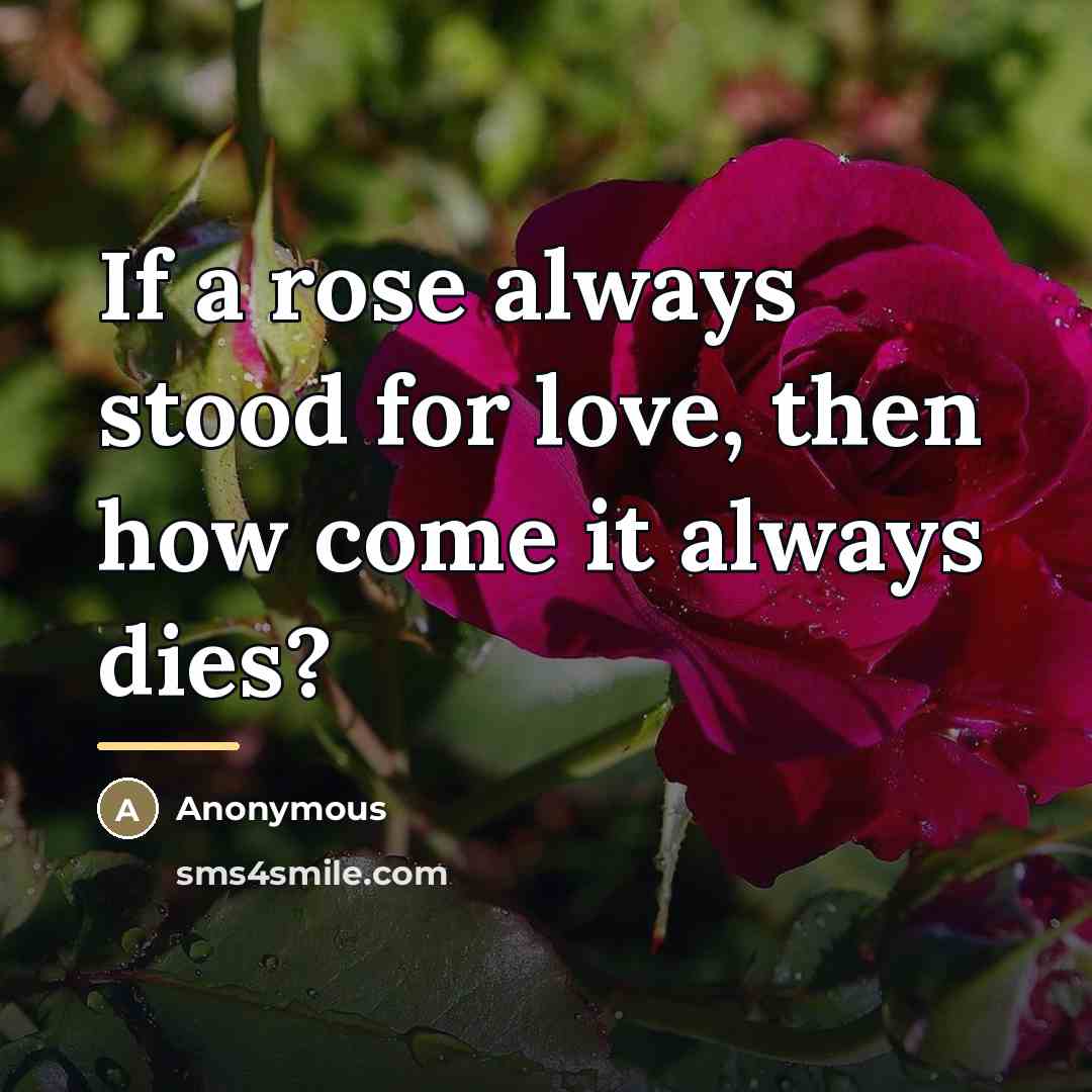 “If a rose always stood for love, then how come…” quote by Anonymous