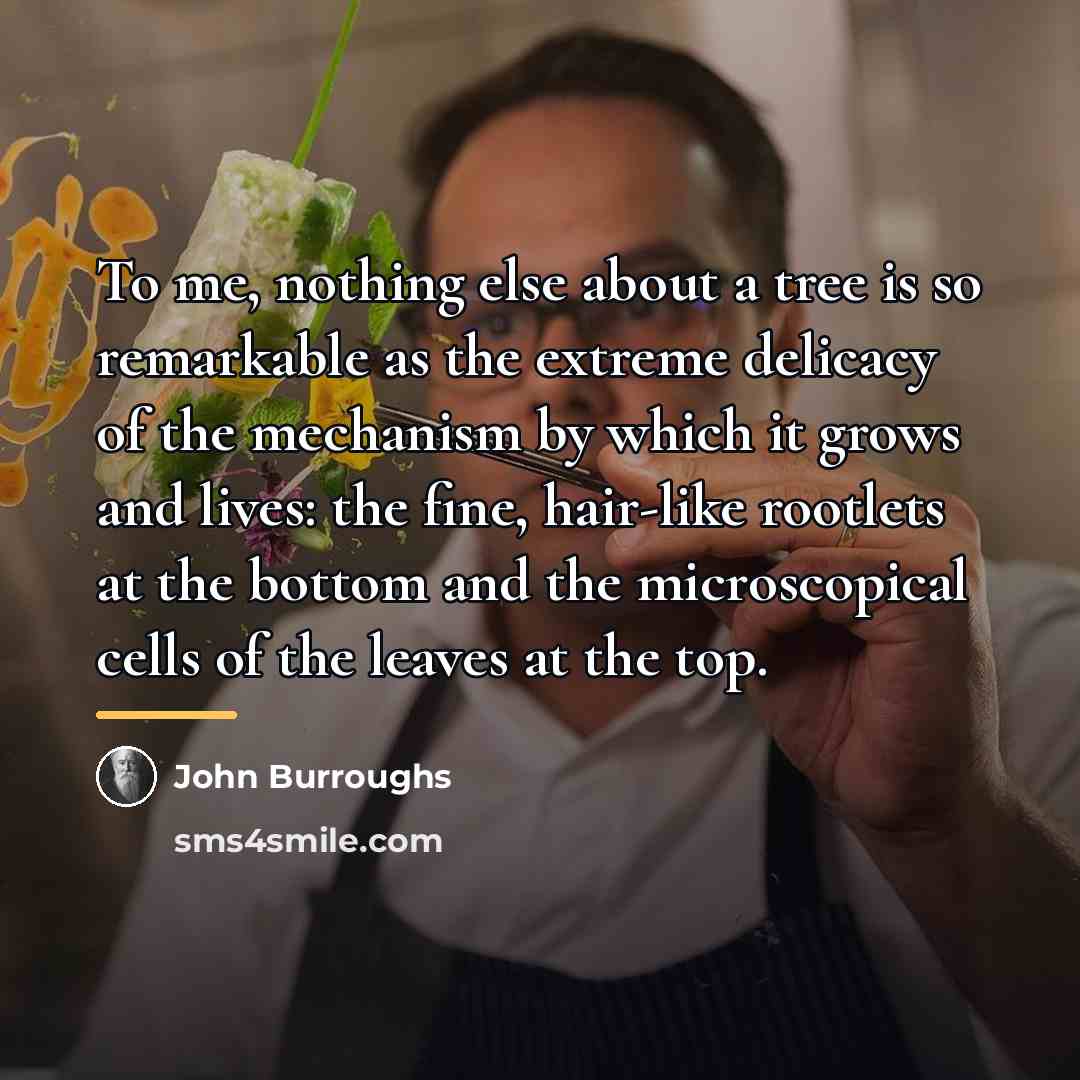 “To me, nothing else about a tree is so remarkable…” quote by John Burroughs