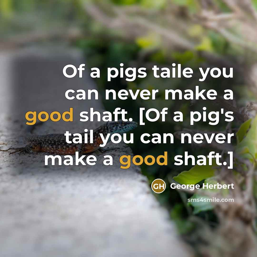 “Of a pigs taile you can never make a good shaft. [Of a pig's tail you can never make a good shaft.]” quote by George Herbert