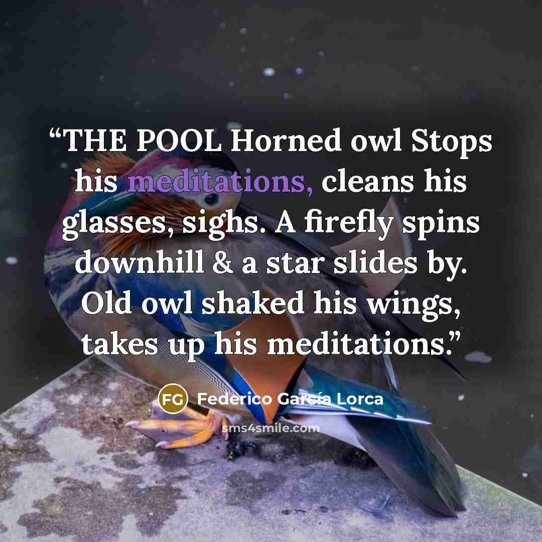 “THE POOL Horned owl Stops his meditations, cleans his glasses, sighs. A firefly spins downhill & a star slides by. Old owl shaked his wings, takes up his meditations.” quote by Federico García Lorca