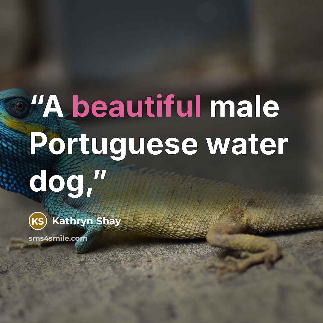 “A beautiful male Portuguese water dog,” quote by Kathryn Shay