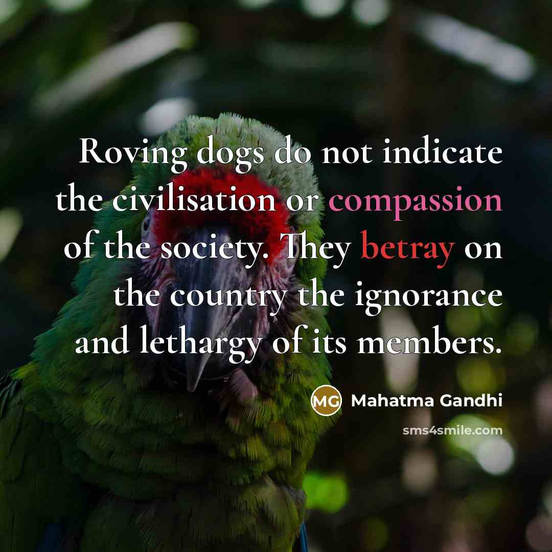 “Roving dogs do not indicate the civilisation or compassion of…” quote by Mahatma Gandhi