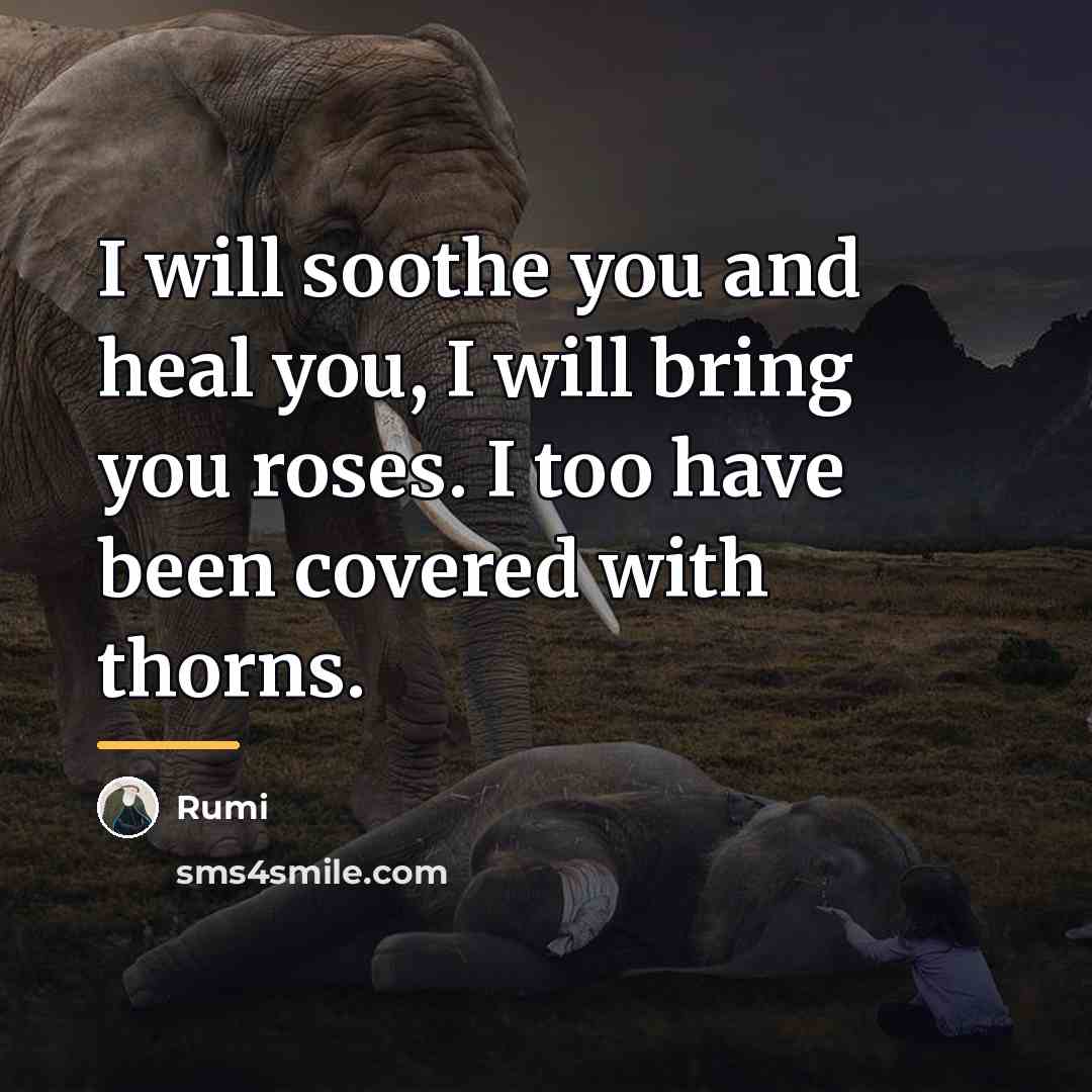 “I will soothe you and heal you, I will bring…” quote by Rumi