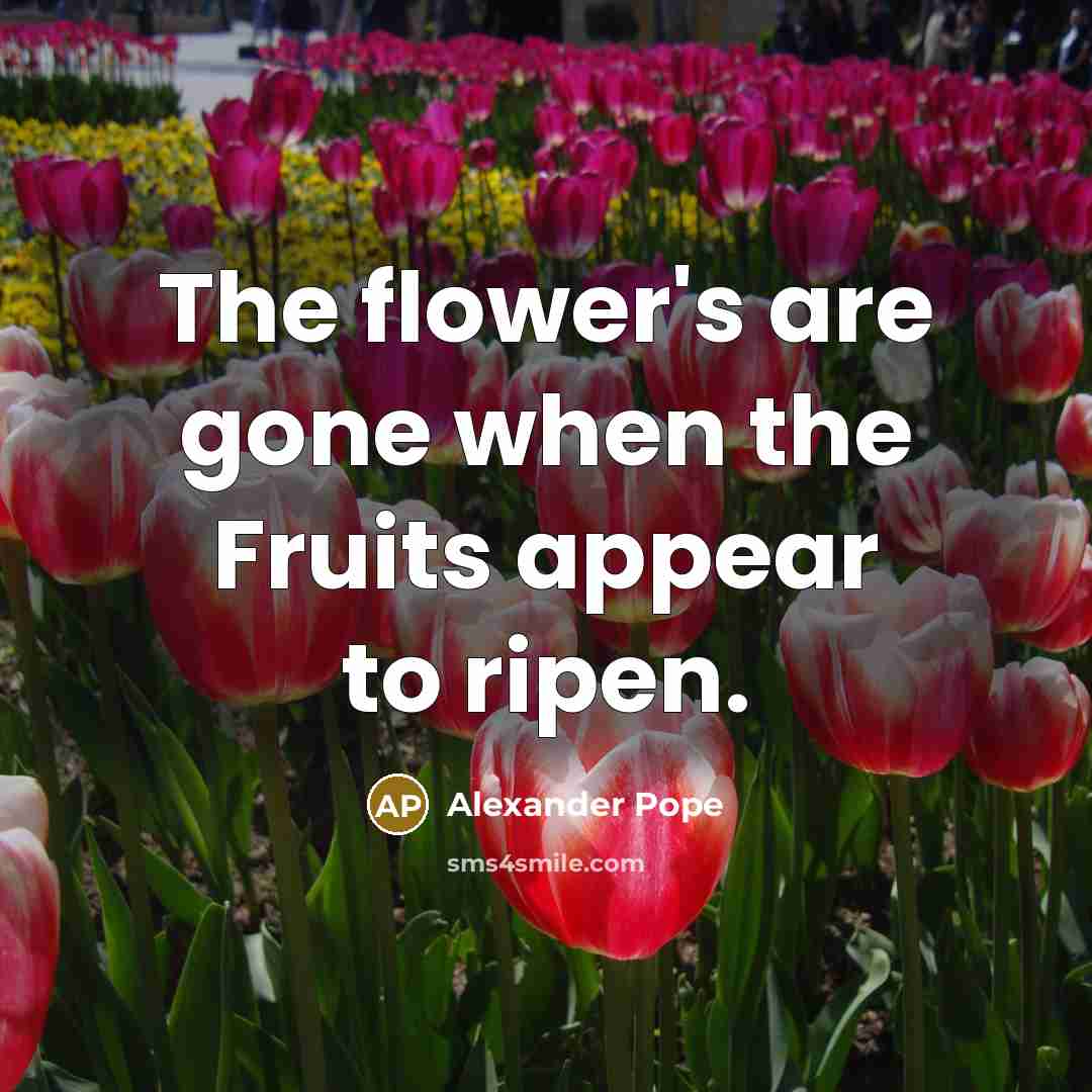 “The flower's are gone when the Fruits appear to ripen.…” quote by Alexander Pope