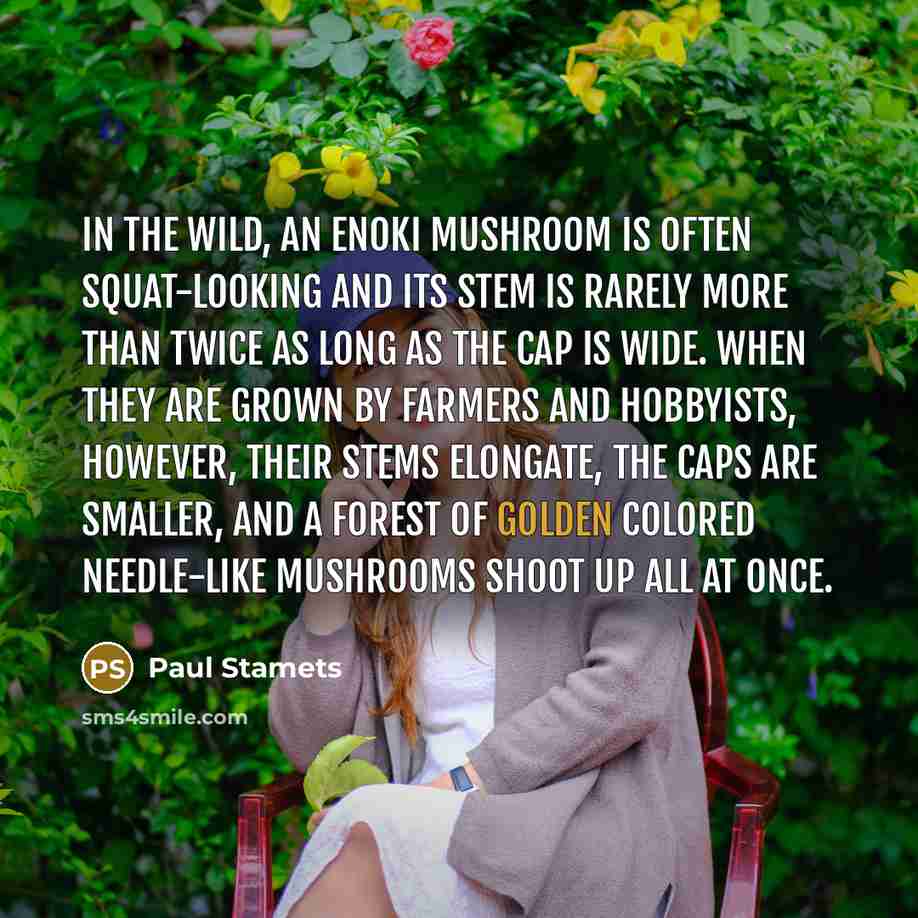 “In the wild, an enoki mushroom is often squat-looking and…” quote by Paul Stamets