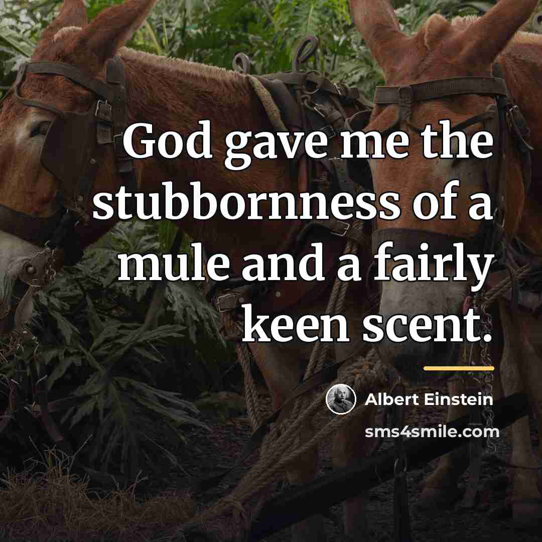 “God gave me the stubbornness of a mule and a…” quote by Albert Einstein
