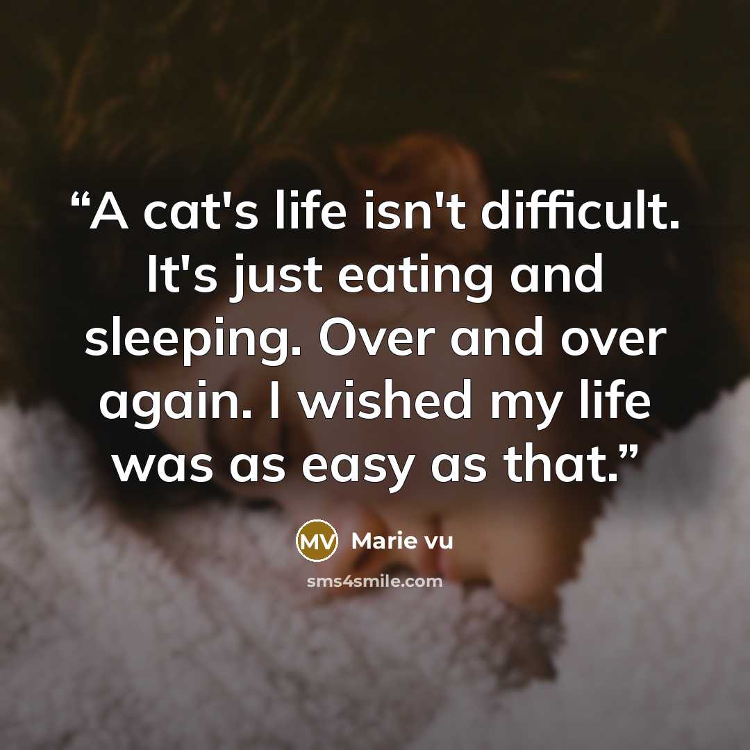 “A cat's life isn't difficult. It's just eating and sleeping. Over and over again. I wished my life was as easy as that.” quote by Marie vu