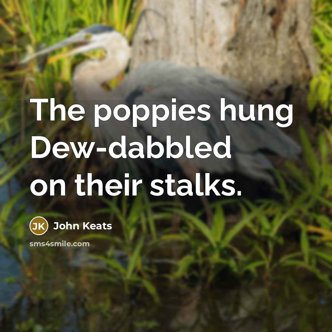 “The poppies hung Dew-dabbled on their stalks.…” quote by John Keats