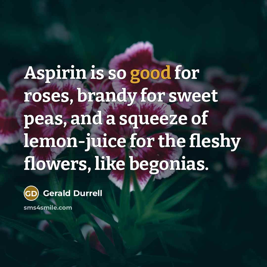 “Aspirin is so good for roses, brandy for sweet peas,…” quote by Gerald Durrell