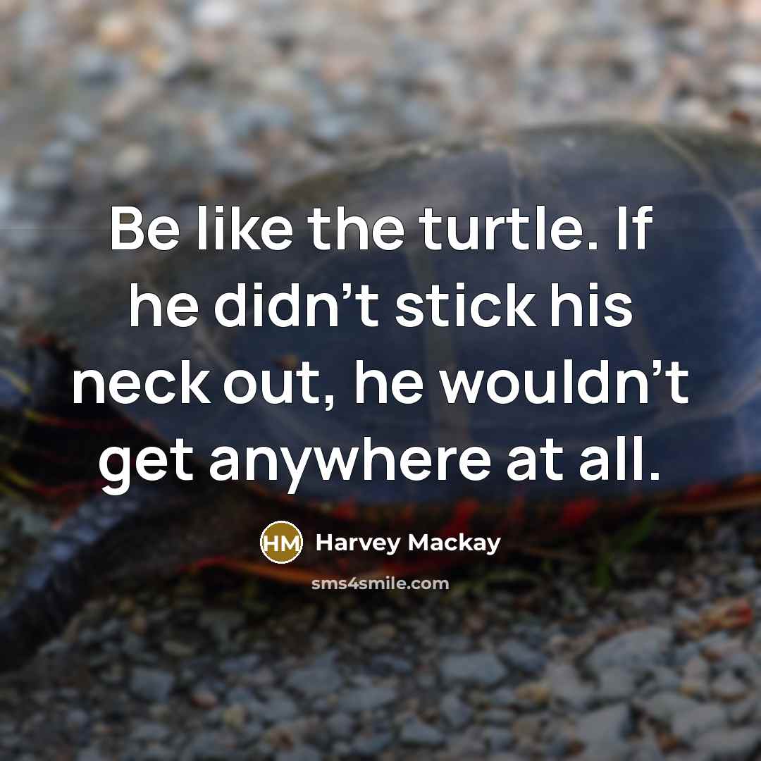 “Be like the turtle. If he didn't stick his neck…” quote by Harvey Mackay