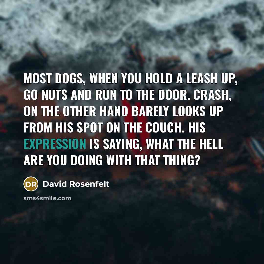 “Most dogs, when you hold a leash up, go nuts…” quote by David Rosenfelt