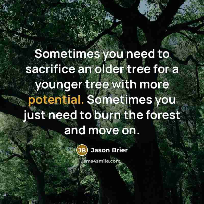 “Sometimes you need to sacrifice an older tree for a…” quote by Jason Brier