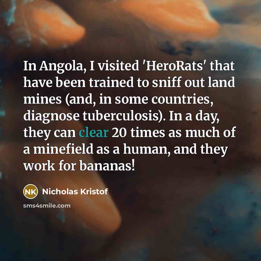 “In Angola, I visited 'HeroRats' that have been trained to…” quote by Nicholas Kristof